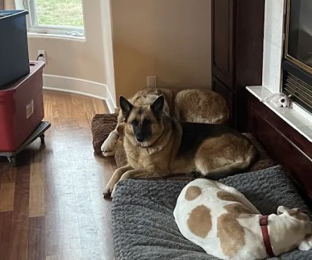 Slate Creek Animal Hospital