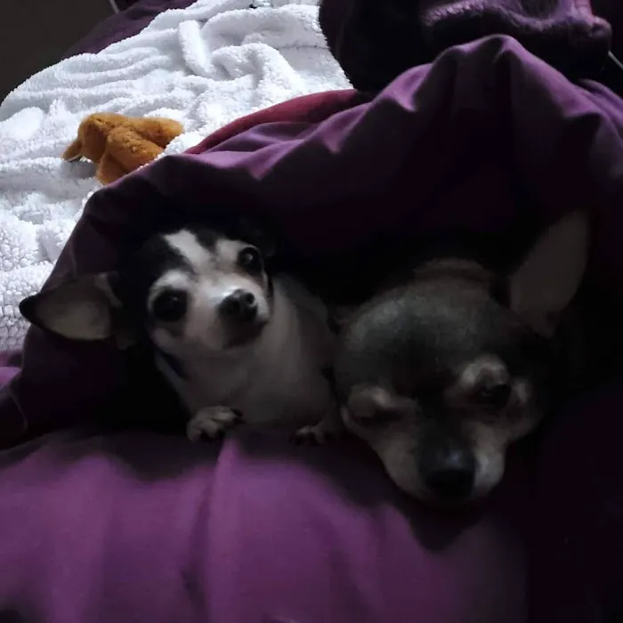 Slate Creek Animal Hospital Picture 7