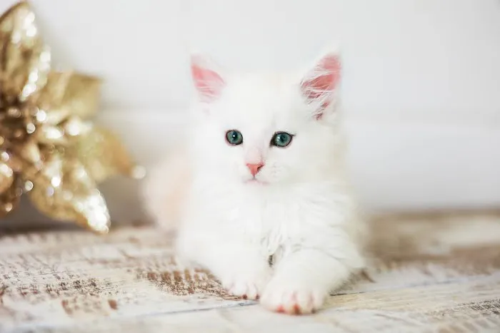 Gold Leaf Farm Maine Coons Picture 1