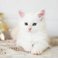 Gold Leaf Farm Maine Coons ico