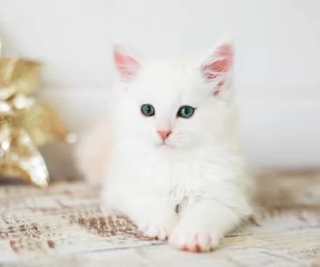 Gold Leaf Farm Maine Coons