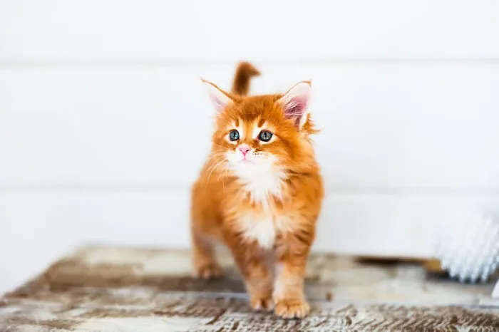 Gold Leaf Farm Maine Coons Picture 3