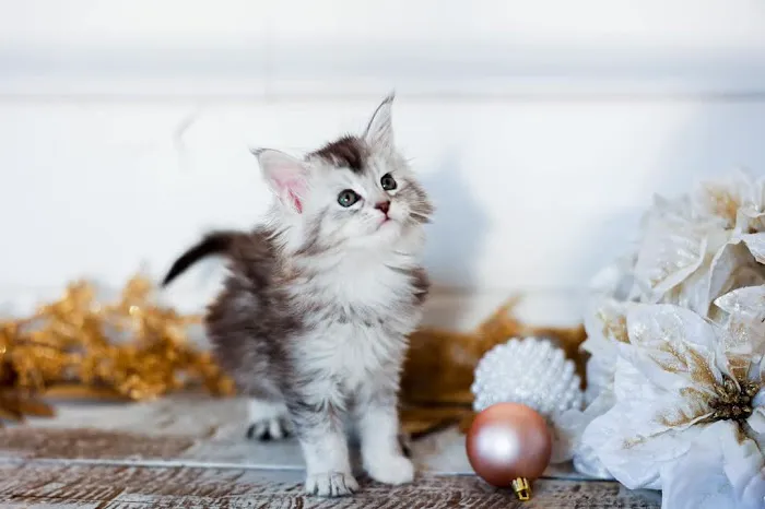 Gold Leaf Farm Maine Coons Picture 4