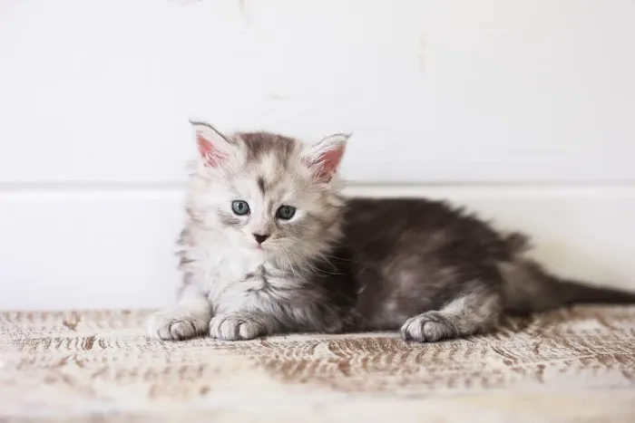 Gold Leaf Farm Maine Coons Picture 5
