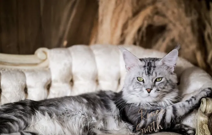 Gold Leaf Farm Maine Coons Picture 6