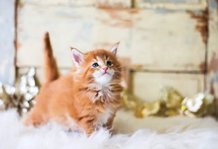 Gold Leaf Farm Maine Coons Picture 8