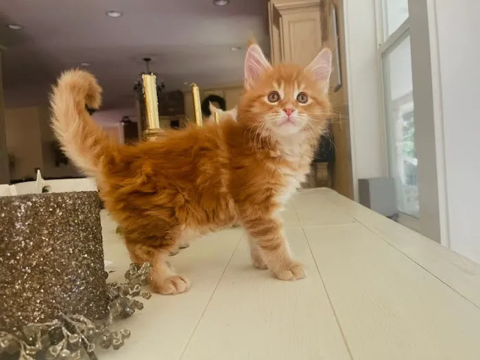 Gold Leaf Farm Maine Coons Picture 2