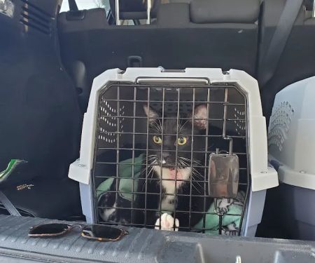 Small Paws Veterinary Clinic