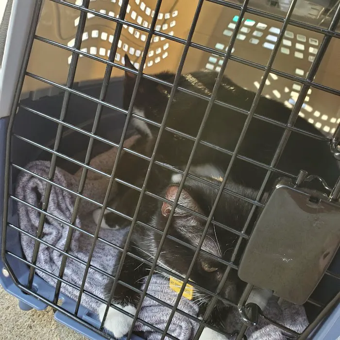 Small Paws Veterinary Clinic Picture 7
