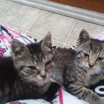 Gates County Animal Clinic: Johnston Peggy A DVM