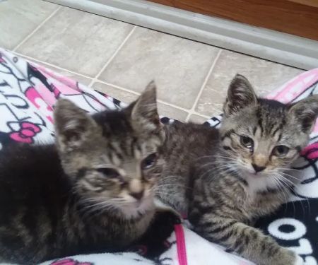 Gates County Animal Clinic: Johnston Peggy A DVM