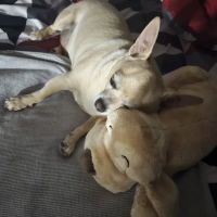 Gates County Animal Clinic ico