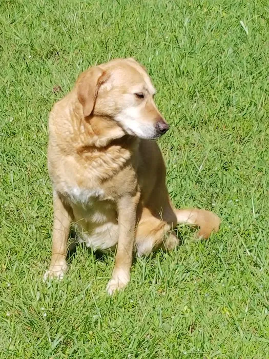 Gates County Animal Clinic Picture 5