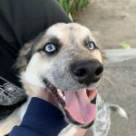 Low Cost Pet Vaccines Sylmar at Foothill Feed Parking Lot