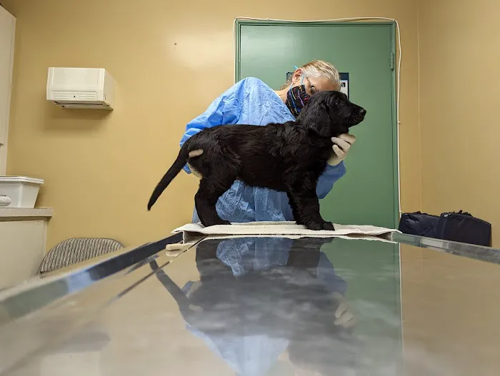 Dill Veterinary Hospital & Reproductive Services Picture 1