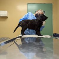 Dill Veterinary Hospital & Reproductive Services ico
