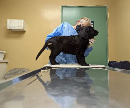 Dill Veterinary Hospital & Reproductive Services