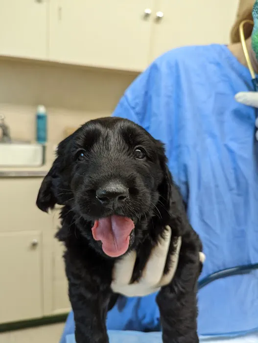 Dill Veterinary Hospital & Reproductive Services Picture 3