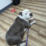 Foothill Vet Clinic