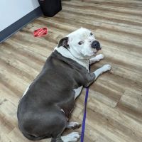 Foothill Vet Clinic ico