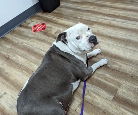 Foothill Vet Clinic