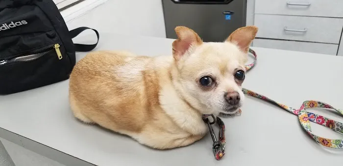 San Fernando Pet Hospital Picture 2