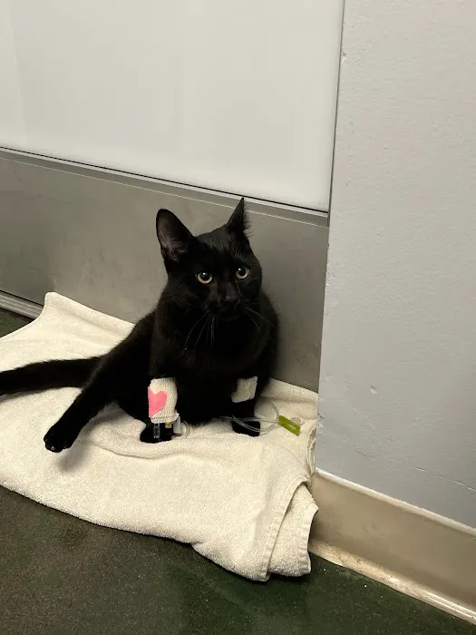 San Fernando Pet Hospital Picture 9
