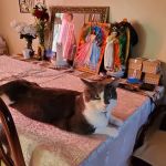 Granada Veterinary Clinic