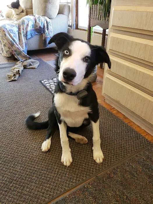Five Star Veterinary Center Picture 2
