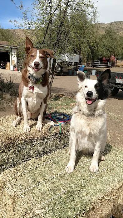 Five Star Veterinary Center Picture 4