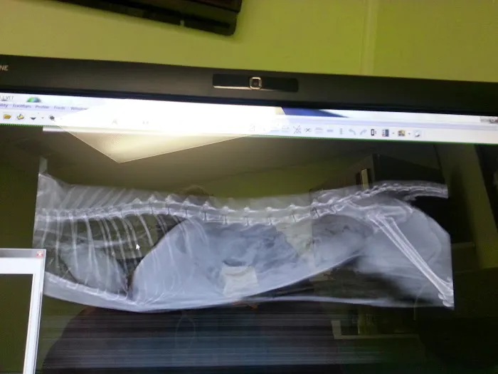Vet Care Animal Center Picture 1