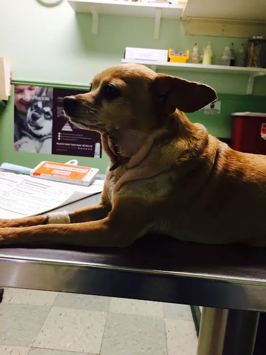 Vet Care Animal Center Picture 3