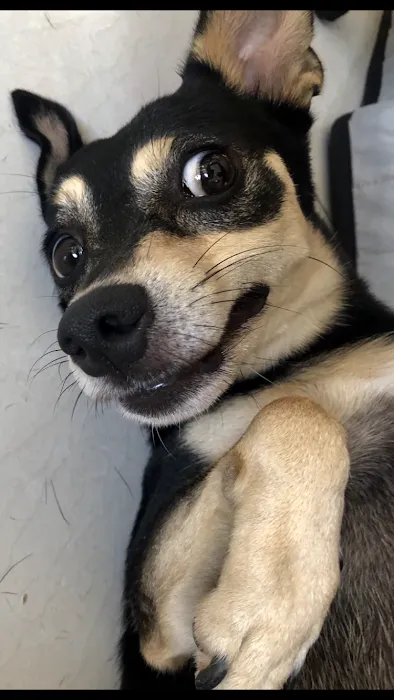 Vet Care Animal Center Picture 9