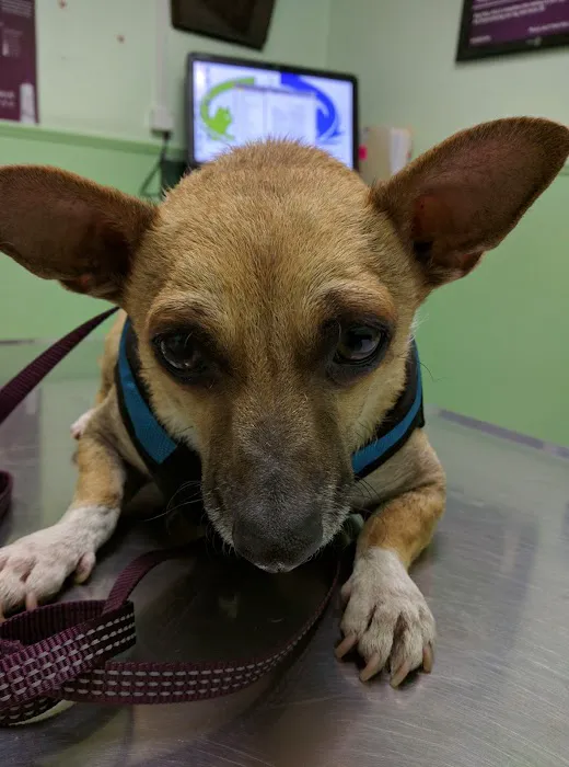 Vet Care Animal Center Picture 8