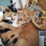 Roxford Veterinary Clinic