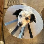 Big Tujunga Vet Hospital