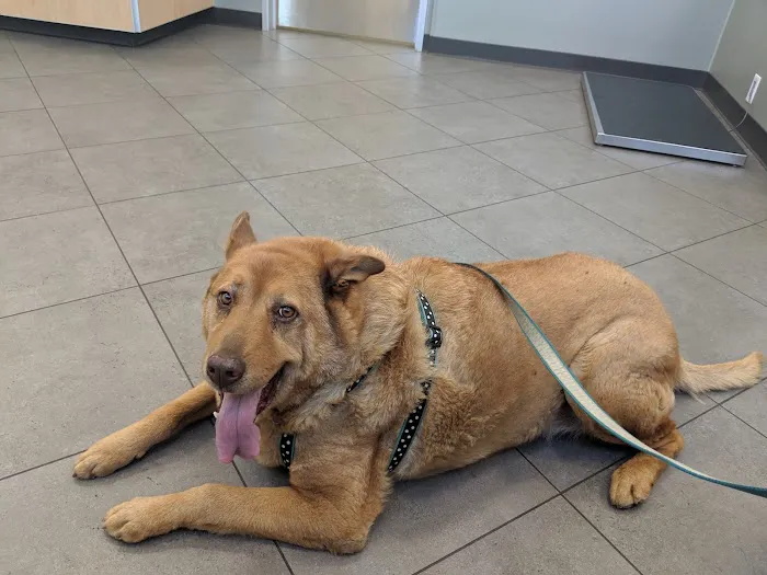 Big Tujunga Vet Hospital Picture 10