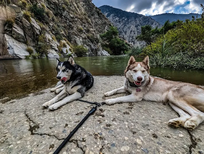 PetSmart Veterinary Services - Tujunga Picture 2