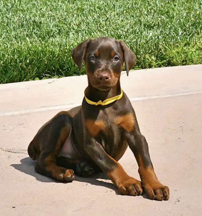 Crescenta Cañada Pet Hospital Picture 1