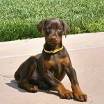 Crescenta Cañada Pet Hospital