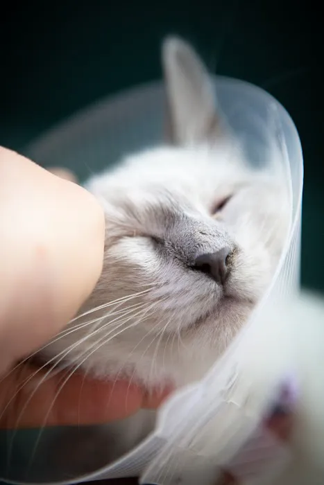 Crescenta Cañada Pet Hospital Picture 7