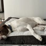 Crescenta Valley Veterinary Hospital