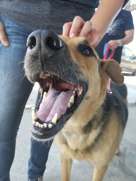 Crescenta Valley Veterinary Hospital Picture 2