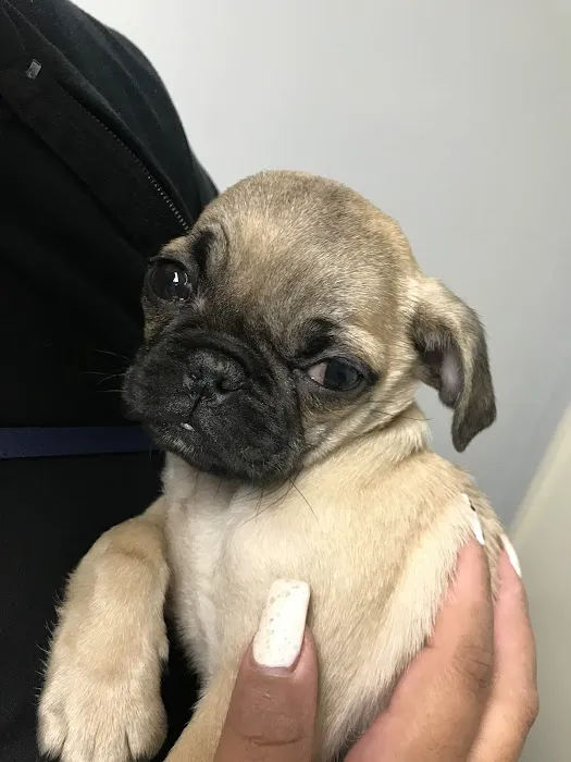 Crescenta Valley Veterinary Hospital Picture 4
