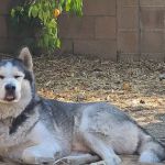 VCA Adler Animal Hospital and Pet Resort