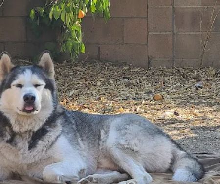 VCA Adler Animal Hospital and Pet Resort