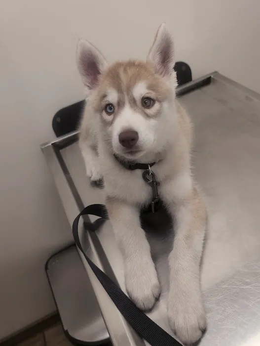 VCA Adler Animal Hospital and Pet Resort Picture 3