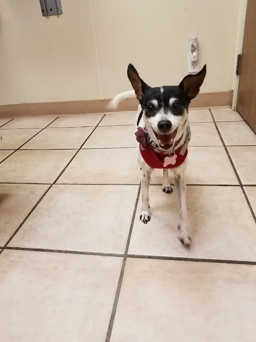 VCA Adler Animal Hospital and Pet Resort Picture 6