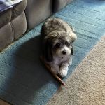 Foothill Animal Hospital Best Upland Vet