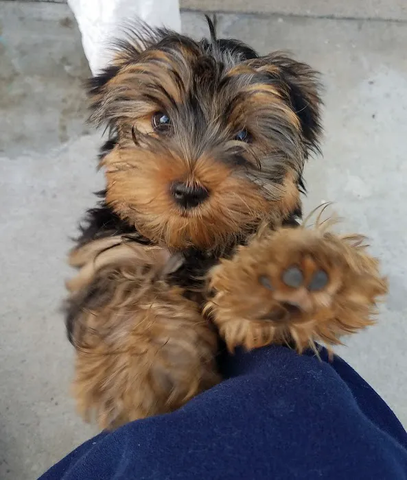 Foothill Animal Hospital Best Upland Vet Picture 4